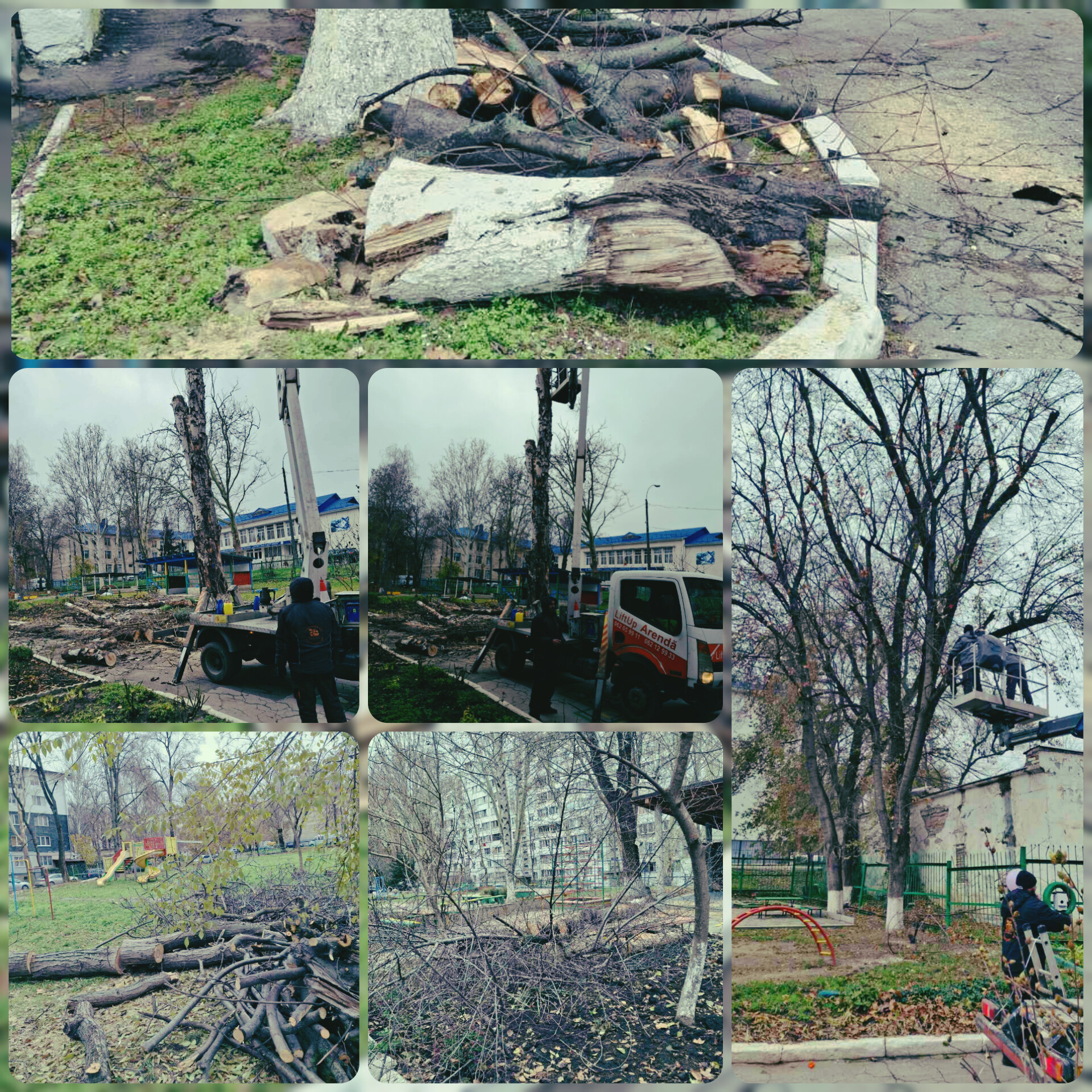 A început etapa de defrișare și toaletare a arborilor bolnavi și bătrâni